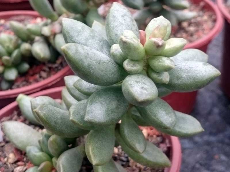 一个近距离的水平图像的关键酸橙派植物生长在一个小罐子。