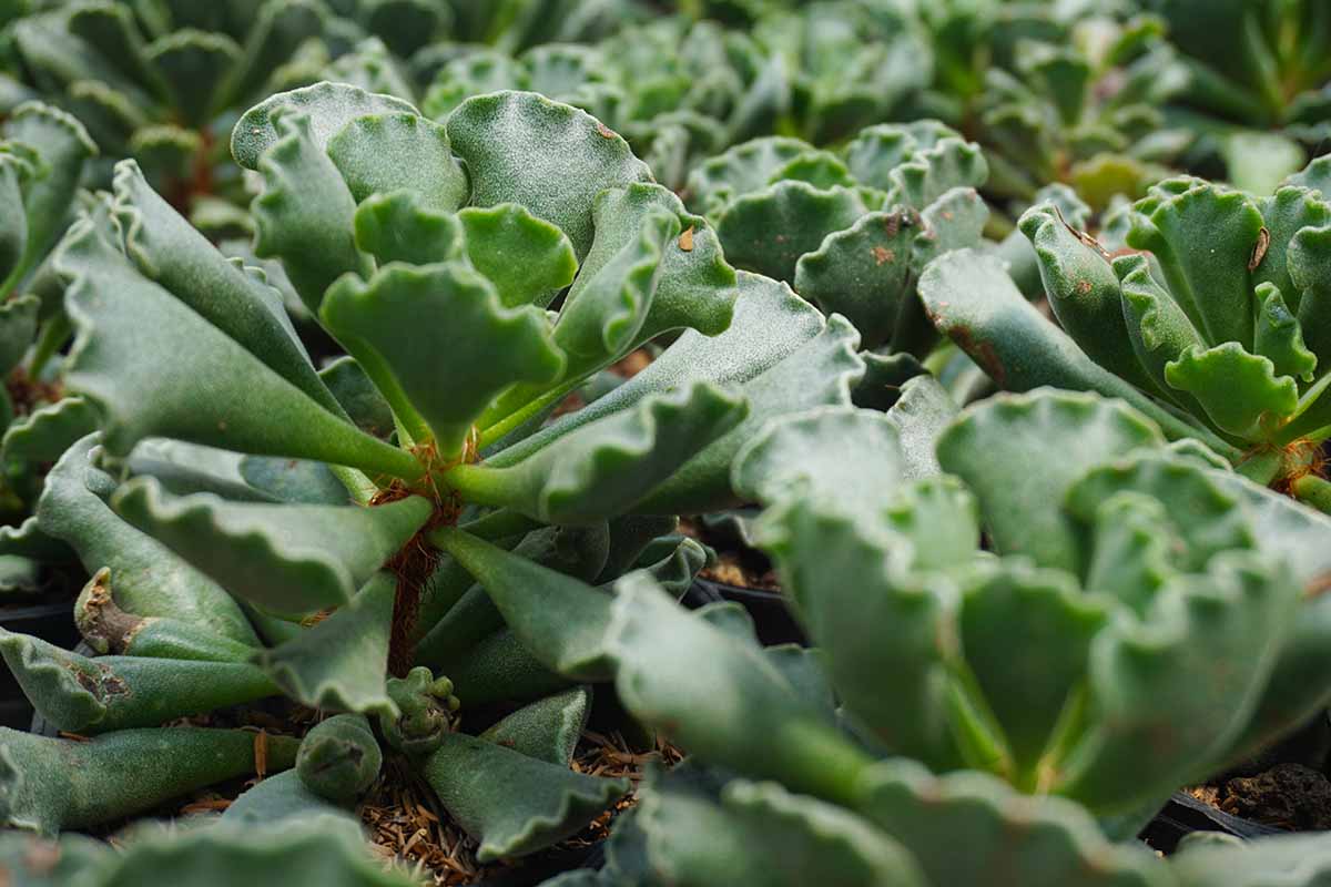 近距离水平图像的Adromischus cristatus又名关键酸橙派植物生长在花园里。BOB体育APP苹果下载