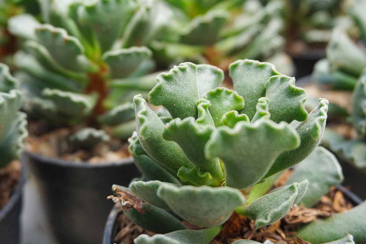 一个近距离的水平图像，多肉的Adromischus crisstatus生长在小容器。