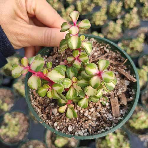 近距离平方的手从左边框架的拿着干的Portulacaria身兼“五分镍币Picta。”