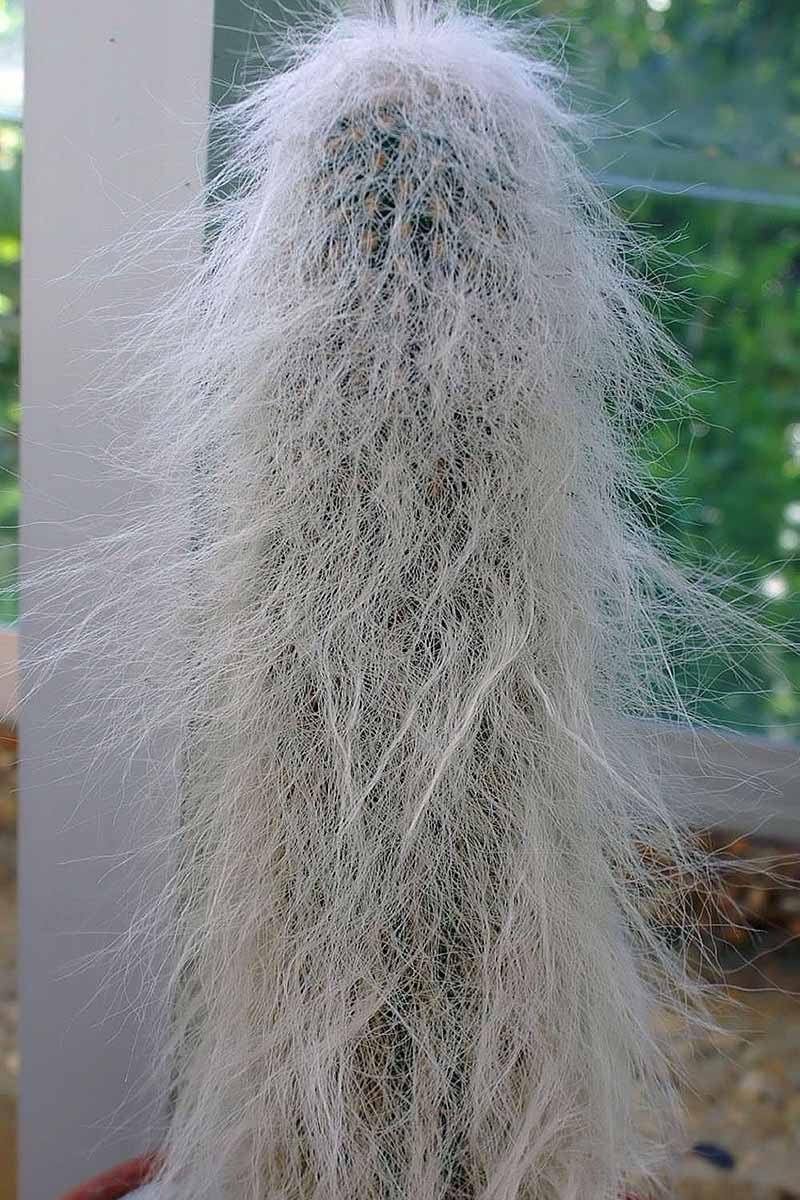 关闭垂直一个老人的形象仙人掌植物在室内花盆里生长。