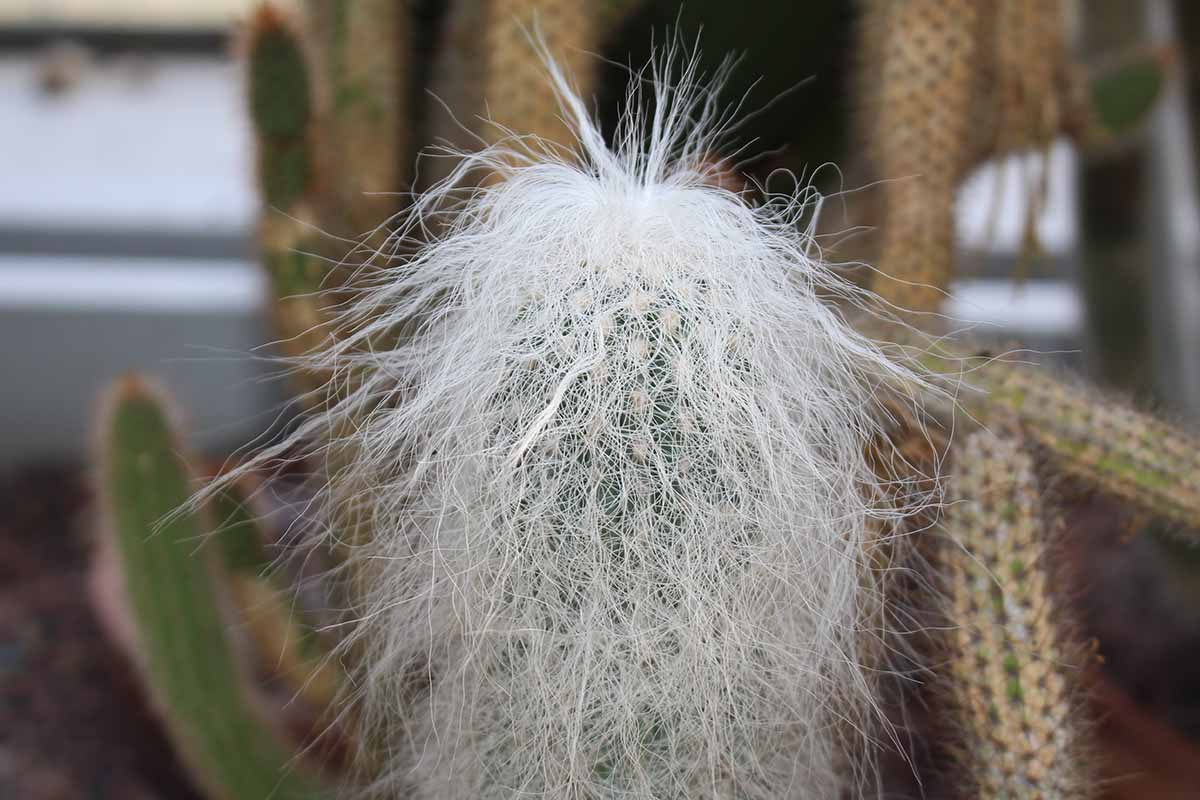 密切的横向图像一个老人仙人掌植物(Cephalocereus环)生长在室内软焦点的背景图。