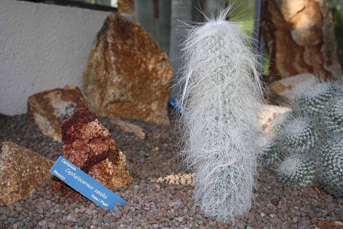 关闭水平的室内仙人掌花园Cephalocereus环和其他物种越来越多被岩石包围着。