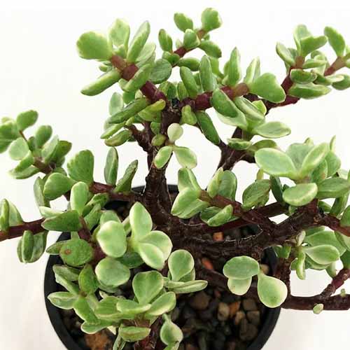 近距离平方的形象Portulacaria afra Variegata生长在一个小锅。