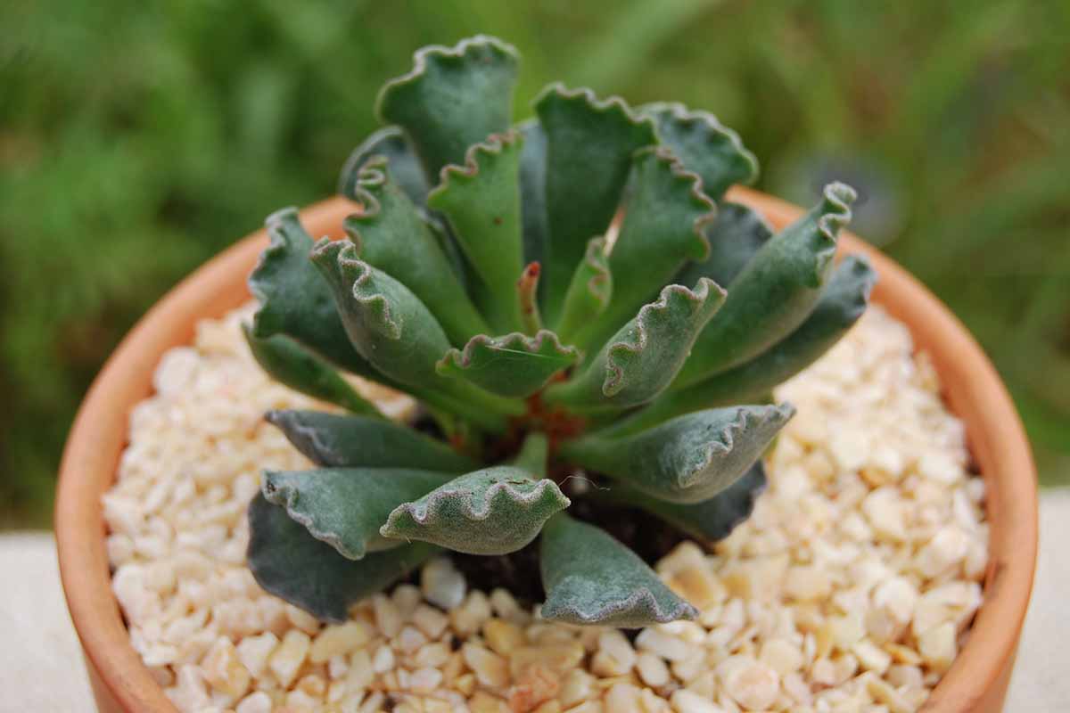 一个近距离水平图像的皱叶多肉植物(Adromischus cristatus)生长在一个陶罐。