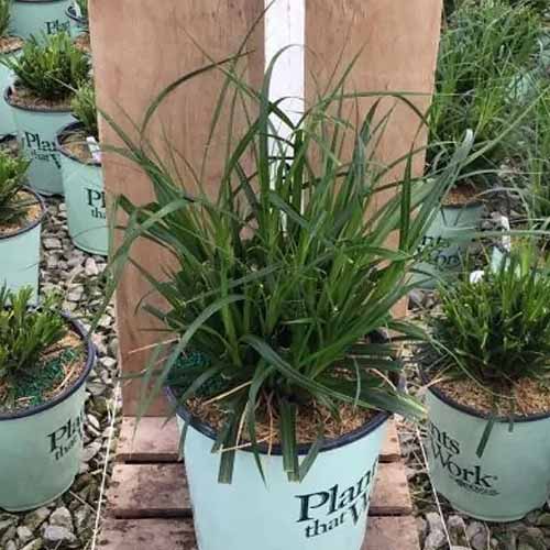 一个正方形的小“丝带瀑布”植物种植在一个容器在苗圃。