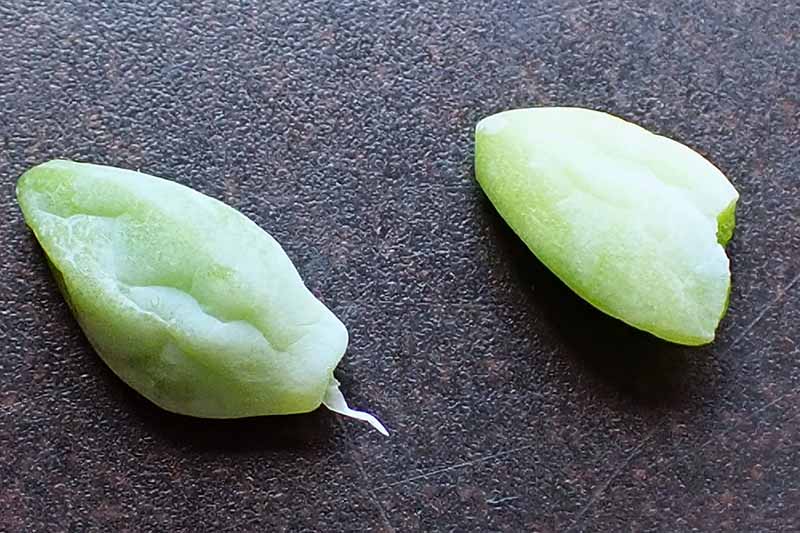 A close up horizontal image of leaf cuttings taken from a donkey's tail plant set on a dark gray surface.