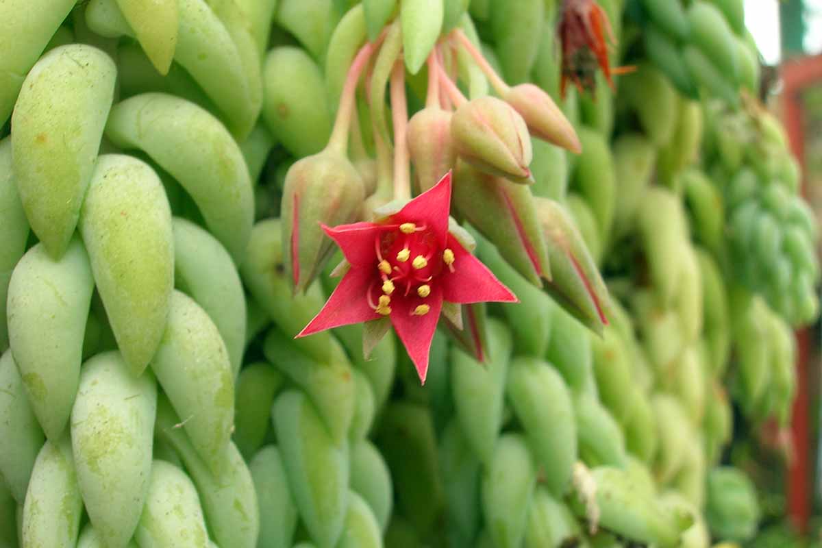 关闭水平一头驴的尾巴解放军的形象nt with a small red flower.