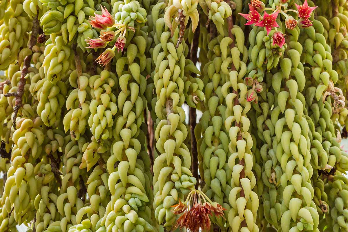 A close up horizontal image of a flowering Sedum morganianum cascading over the side of a hanging pot.