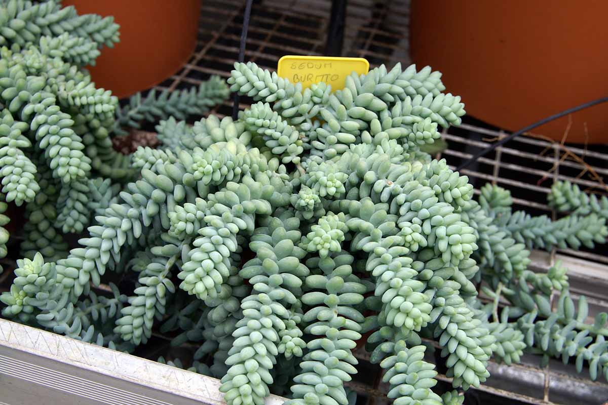 A close up horizontal image of a Sedum morganianum plant on a metal surface.