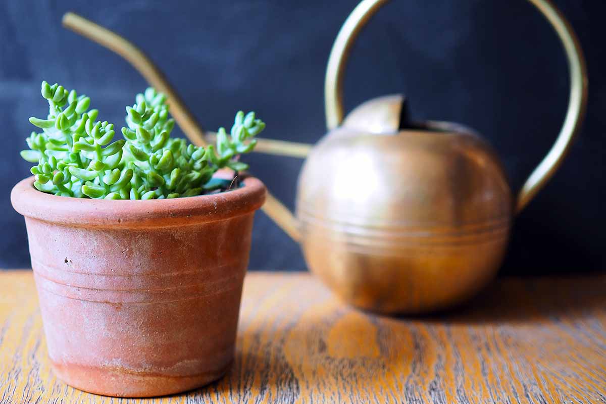 A close up horizontal image of a potted Sedum morganianum plant set on a wooden surface with a brass watering can in the background.