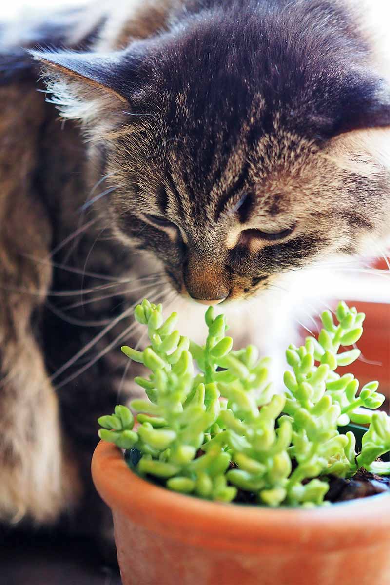A close up vertical image of a cat sniffing at the foliage of a donkey's tail succulent plant (Sedum morganianum).