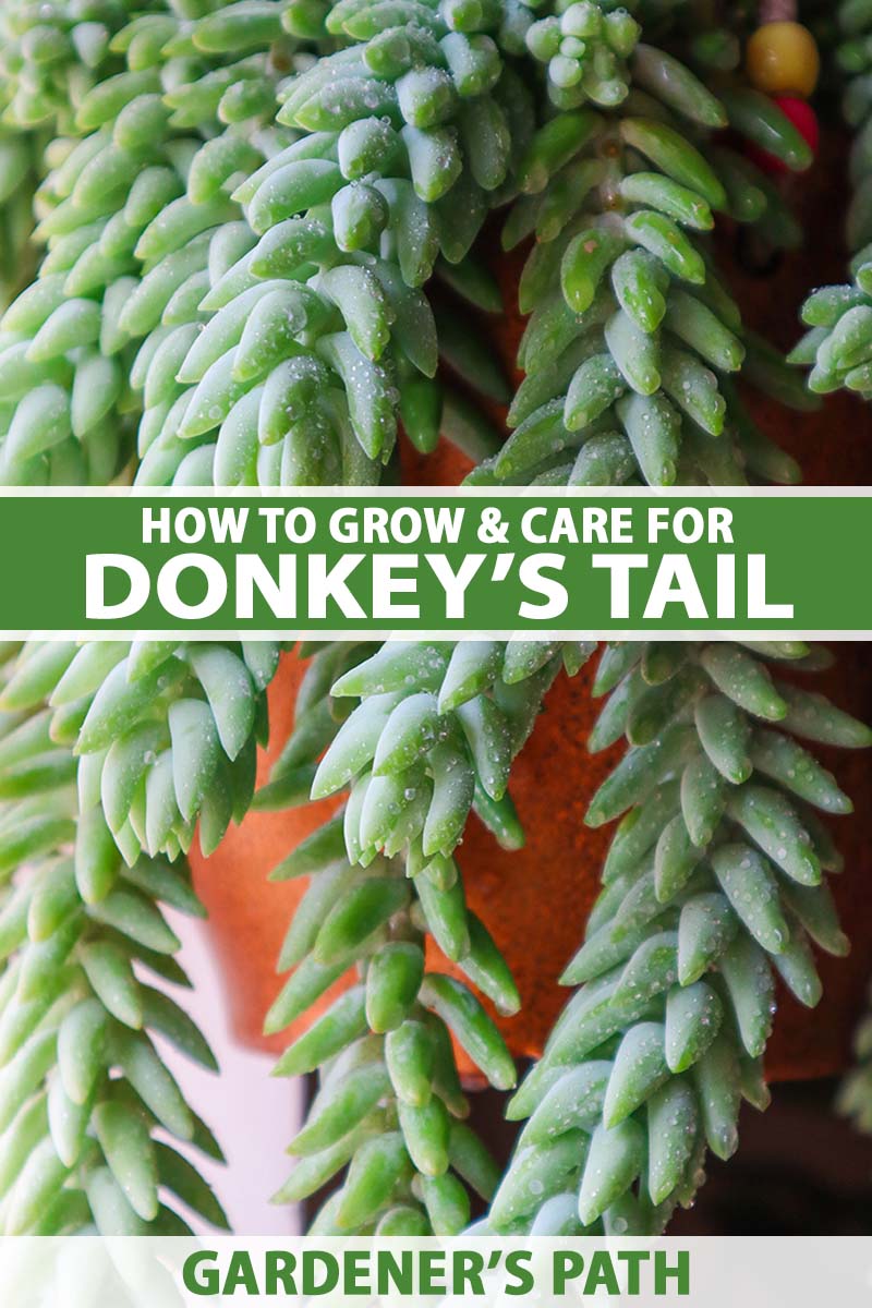 A close up vertical image of the succulent foliage of donkey's tail (Sedum morganianum) cascading over the side of a pot. To the center and bottom of the frame is green and white printed text.