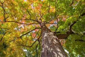 从下面看到的糖枫(Acer saccharum)树冠的水平图像。