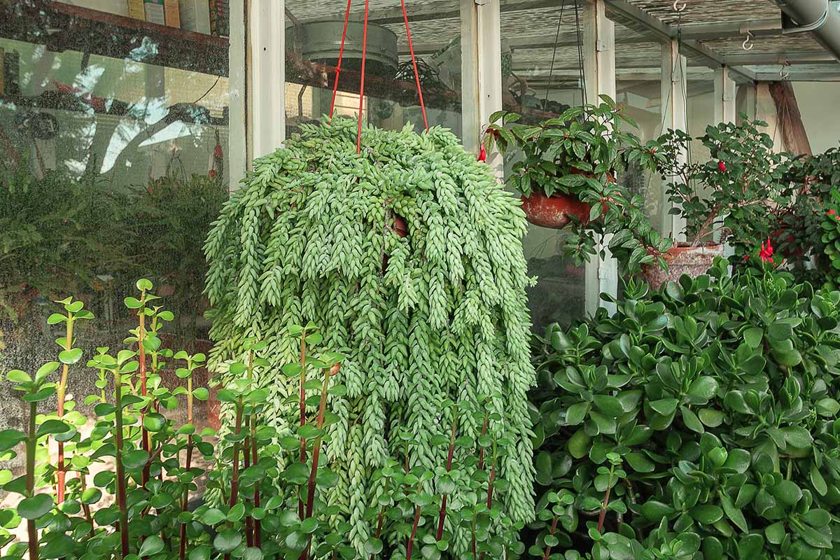 A horizontal image of a group of succulent plants in an indoor conservatory.