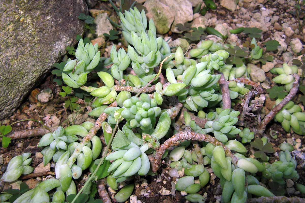A close up horizontal image of donkey's tail succulent plant growing in the garden.