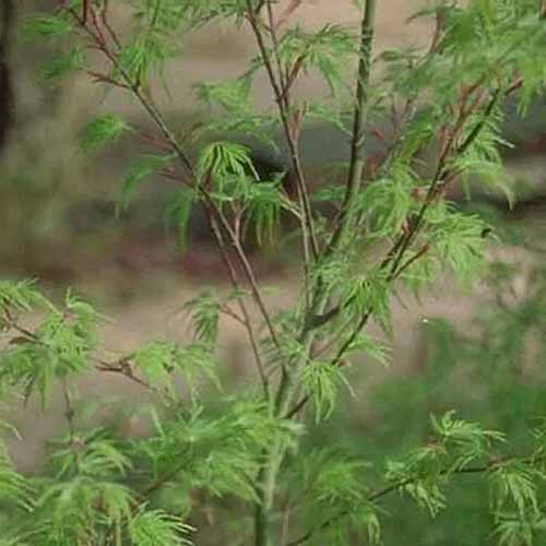 一个近距离的方形图像的棕榈槭变种解剖' Seiryu'叶上的软焦点背景照片。