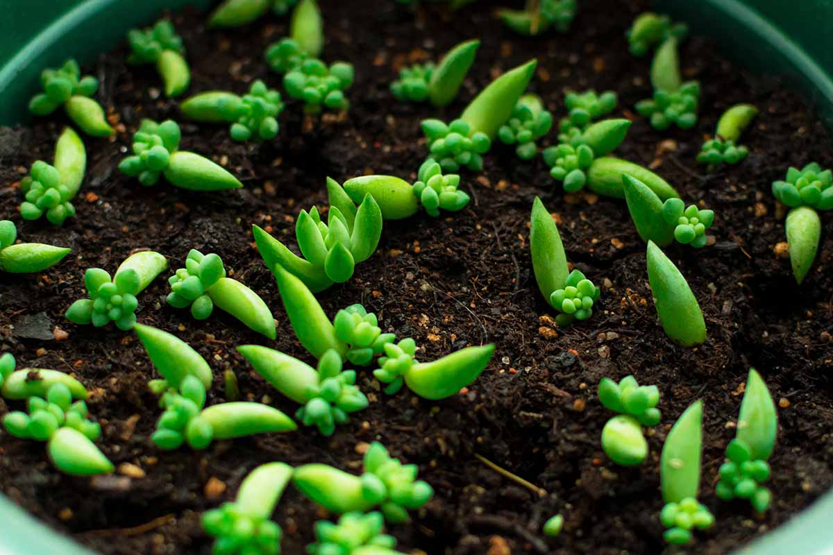 A close up horizontal image of tiny donkey's tail (Sedum morganianum) plants in a pot.