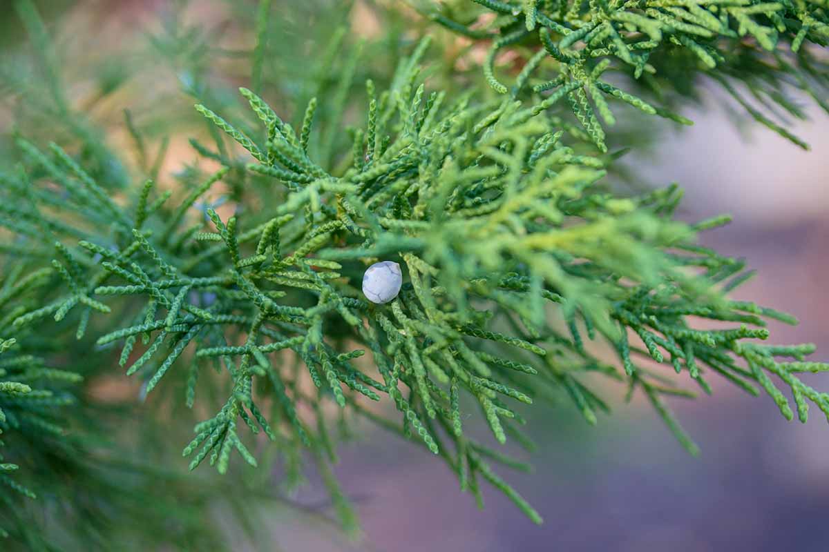 关闭水平图像落基山的树叶和蓝色浆果杜松(Juniperus scopulorum)软焦点的背景图。