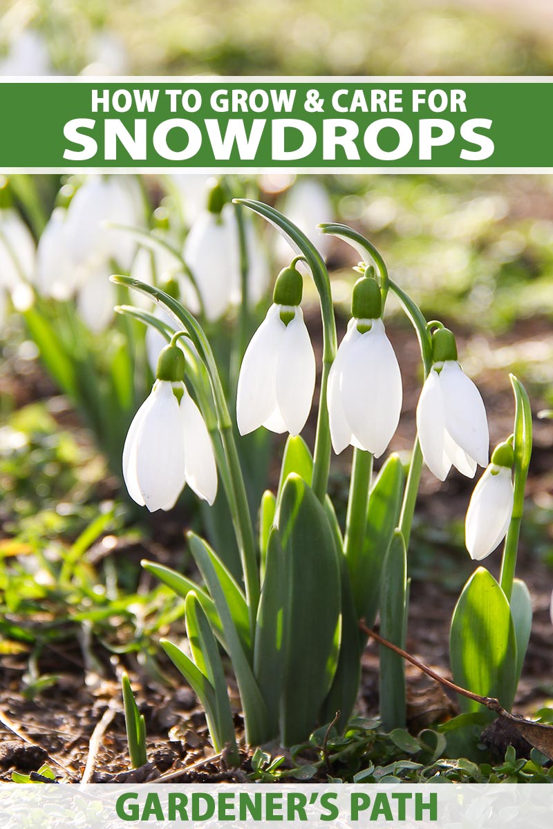 在春天花园里生长的耐寒雪花莲(Galanthus)的近距离垂直图像。到框架的顶部和底部是绿色和白色的印刷文字。