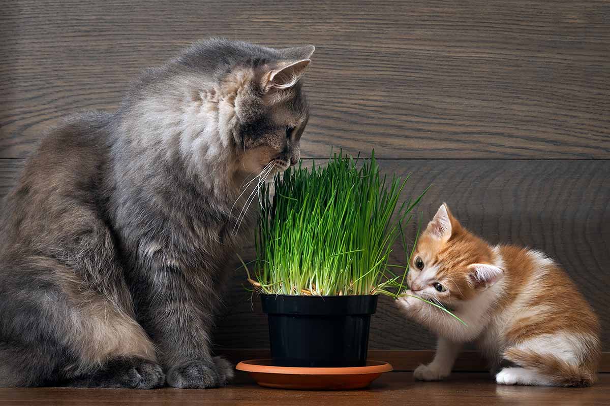 近水平形象的一只猫和一只小猫咀嚼草生长在一锅在室内。