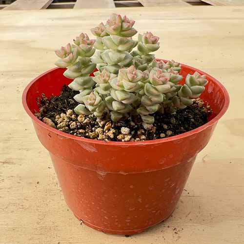 一个正方形的克拉苏拉“汤姆拇指”的植物生长在一个塑料锅设置在一个木制表面。