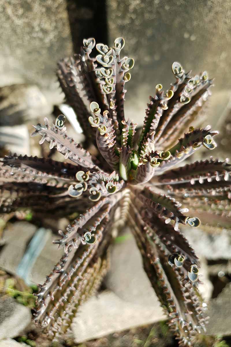 这是一棵枝形吊灯植物在户外生长的叶尖的垂直特写图像，展示了微小的幼苗。