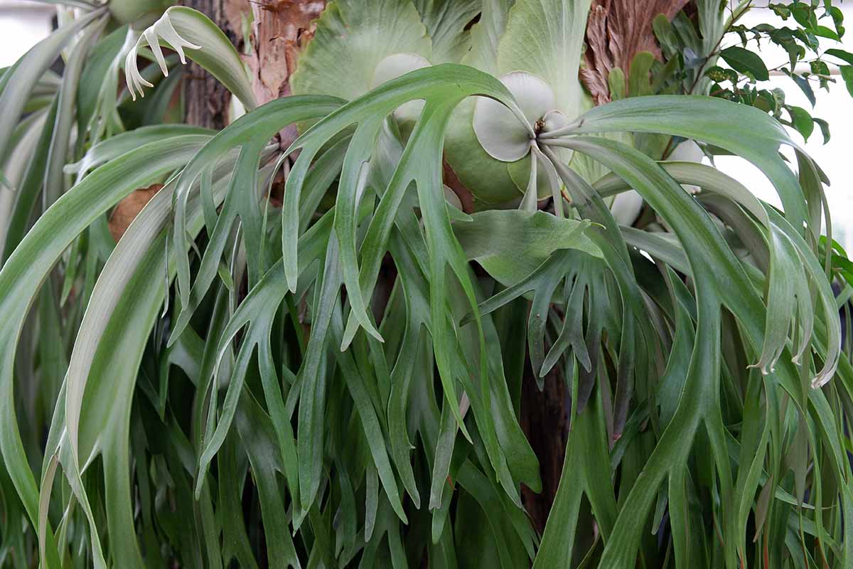 水平的形象Platycerium bifurcatum aka鹿角蕨植物栽培在室内。