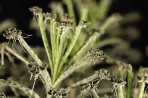 关闭水平图像的多汁的叶子和小植株的母亲数百万(高凉菜属delagoensis)工厂。