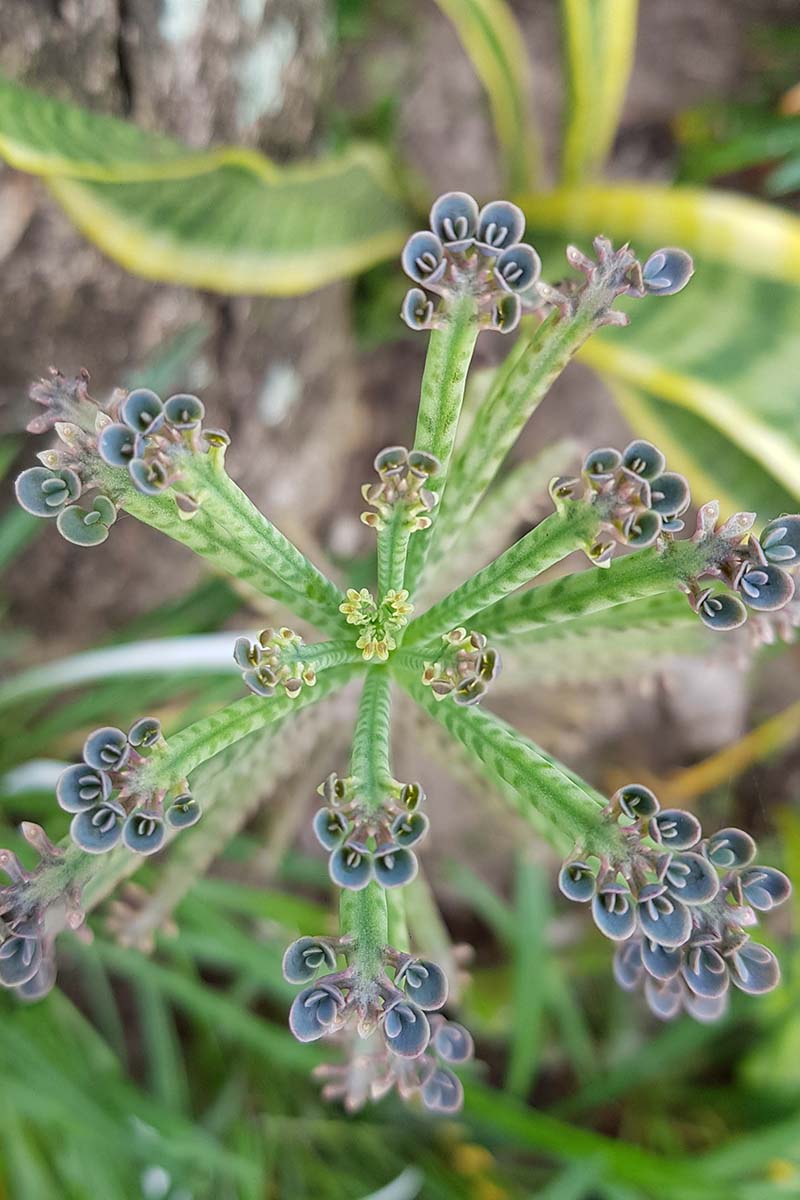 一个近距离垂直图像的数百万母亲(kalanche delagoensis)植物生长在户外花园。
