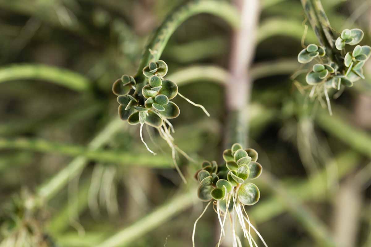 近距离水平图像的植物与完整的根在末端的百万母亲(kalanche delagoensis)多汁。