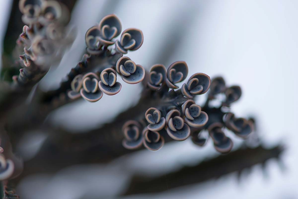 这是在软焦背景下拍摄的kalanche delagoensis(又名百万之母)上的幼苗的近距离水平图像。