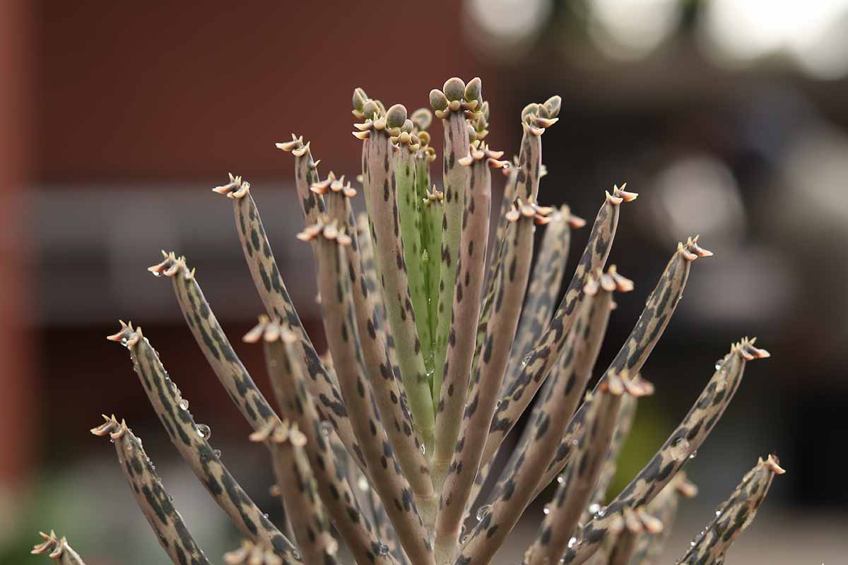 一个近距离的水平图像，直立，多汁叶的百万之母(kalanche delagoensis)，又名吊灯植物，图片在一个软焦点背景。
