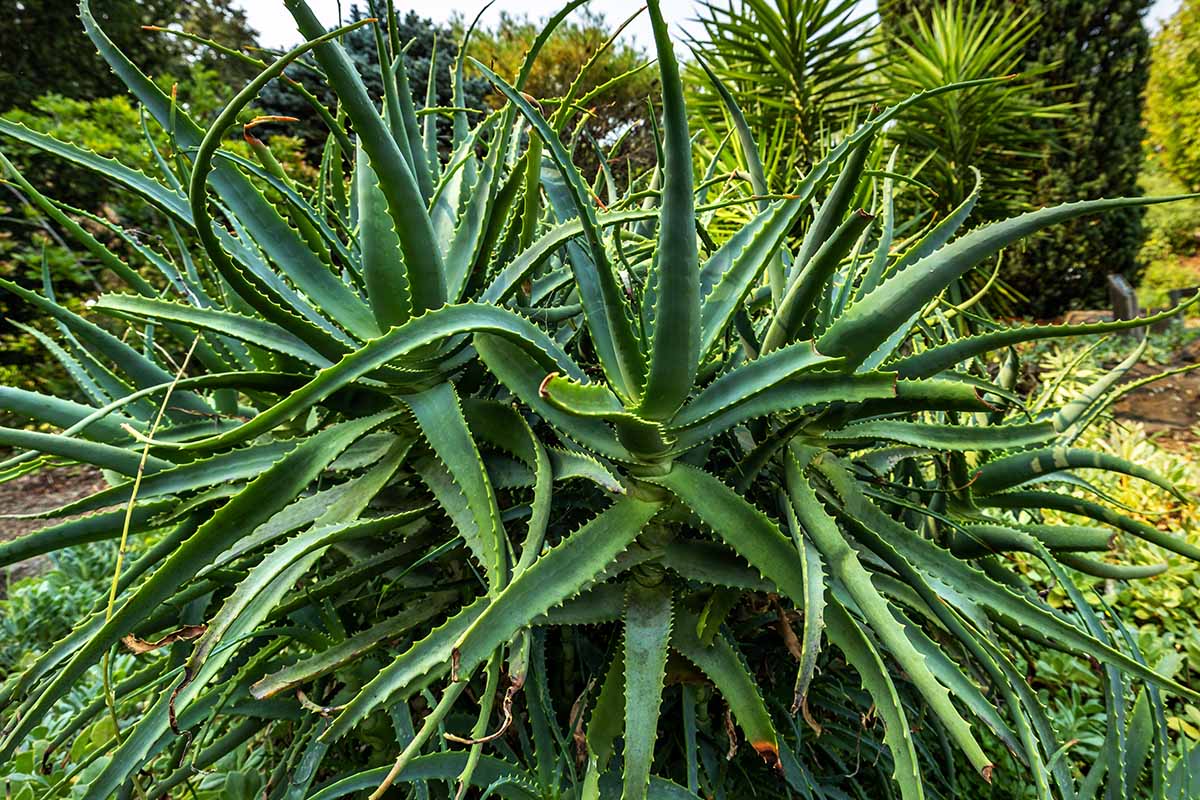 水平的大型户外芦荟植物栽培一个多汁的花园。