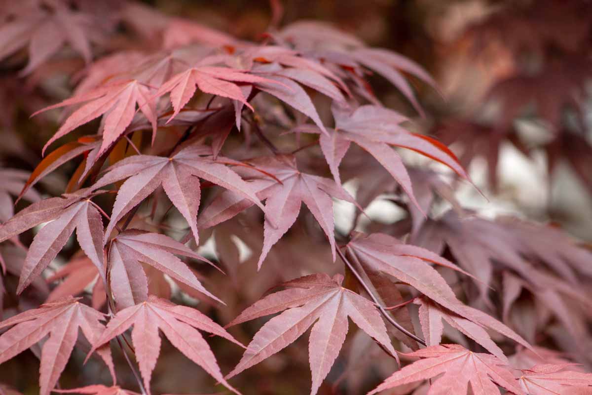 深红色的近水平形象秋叶的日本枫树树种植在花园里。