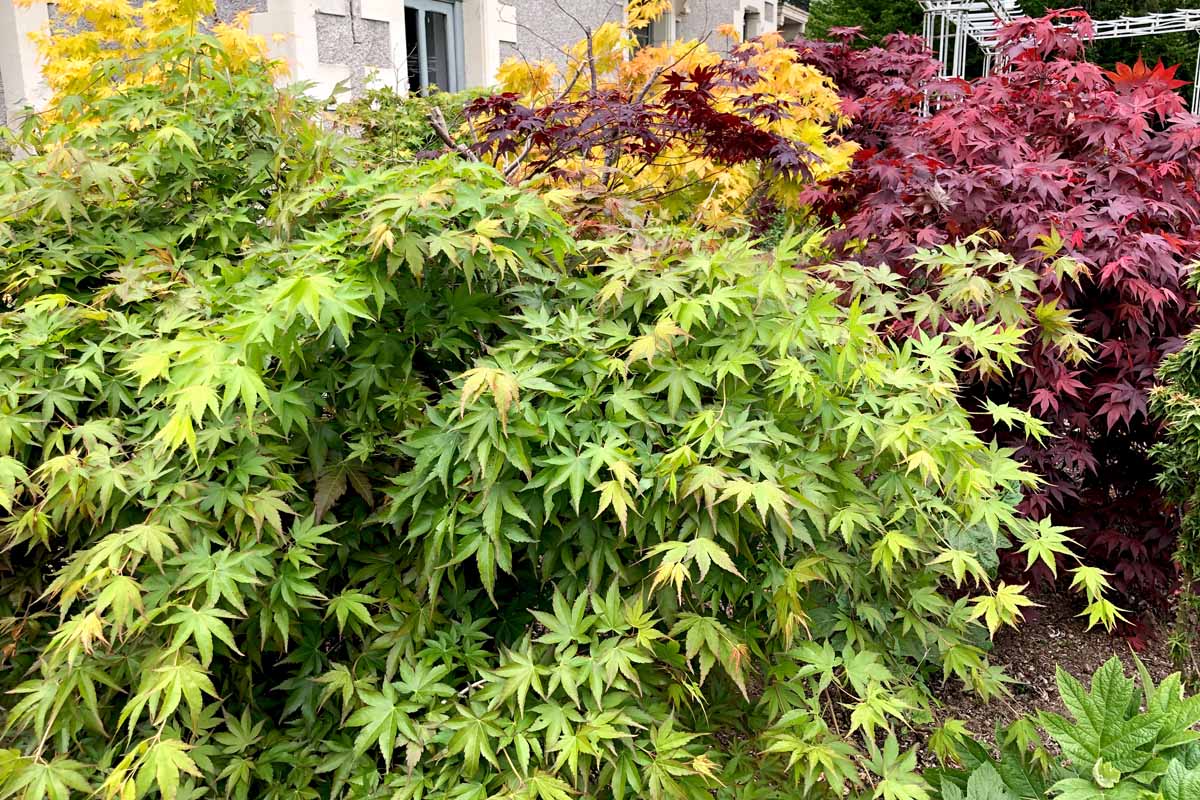 关闭水平图像不同品种的日本枫树树种植在花园里。