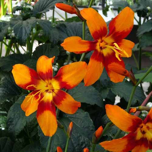 的近距离平方图像明亮的红色和橙色二色的花朵Crocosmia艾米丽·麦肯齐种植在花园里。