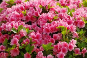 关闭水平图像明亮的粉红色杜鹃花的花生长在花园里见光阳光。