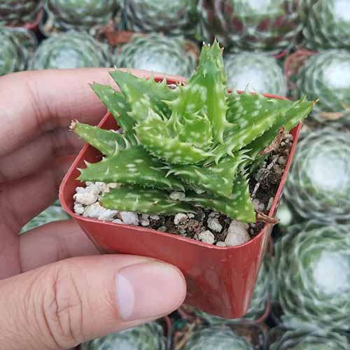 近距离平方的手从左边框架的拿着小老虎牙芦荟植物。