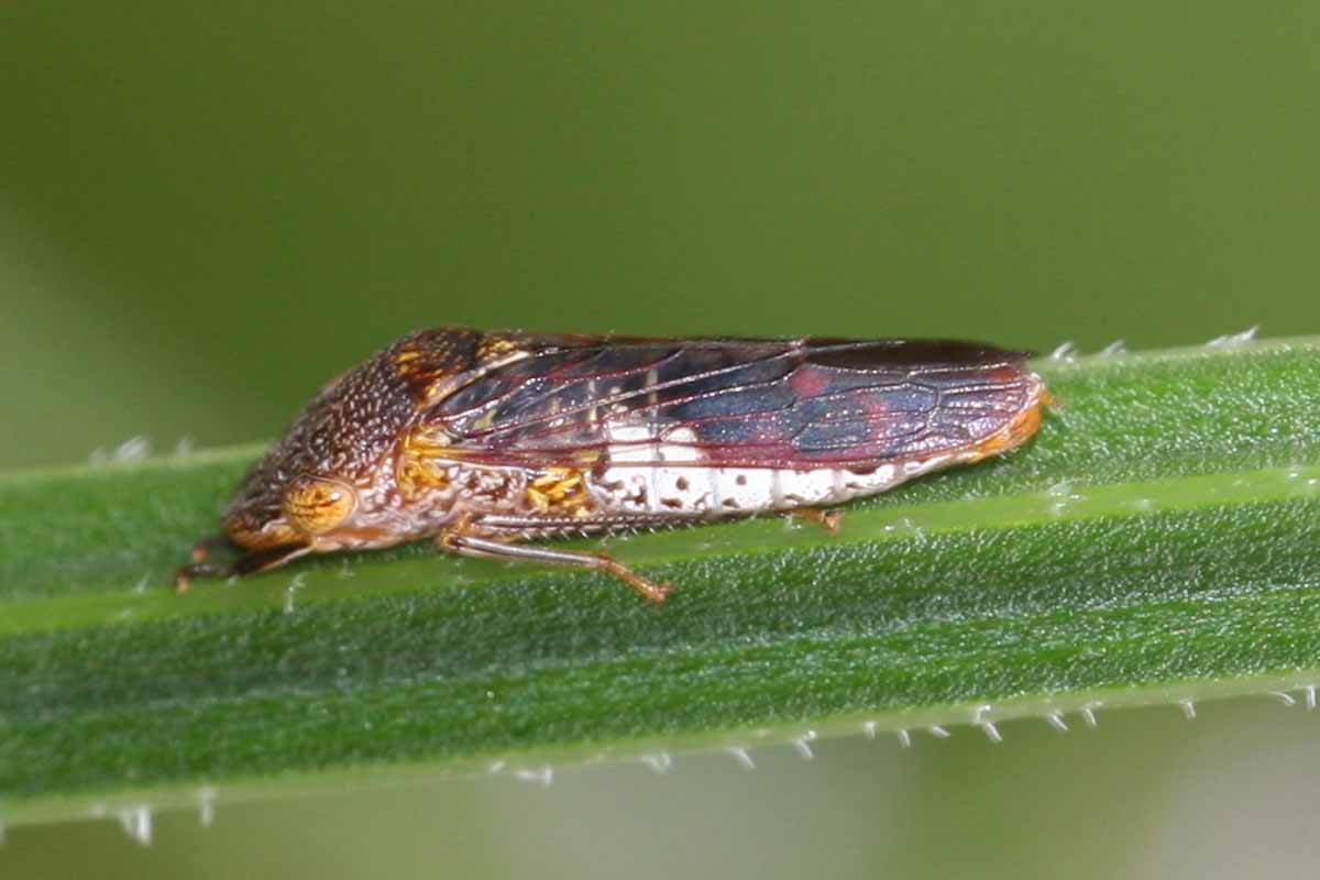 的近水平形象glassy-winged神枪手(Homalodisca vitripennis)放在一个分支软焦点的背景图。