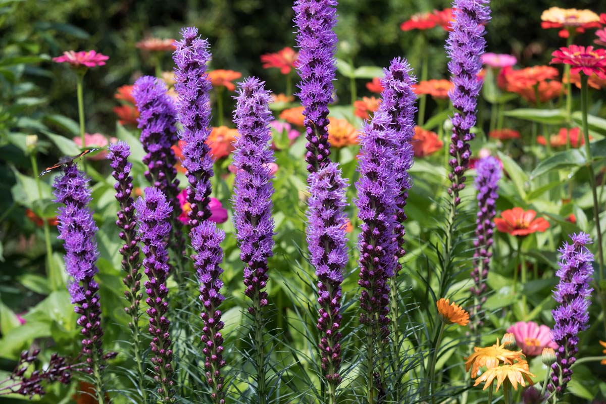 紫色的花的茎慧心Liatris spicata植物。BOB体育APP苹果下载