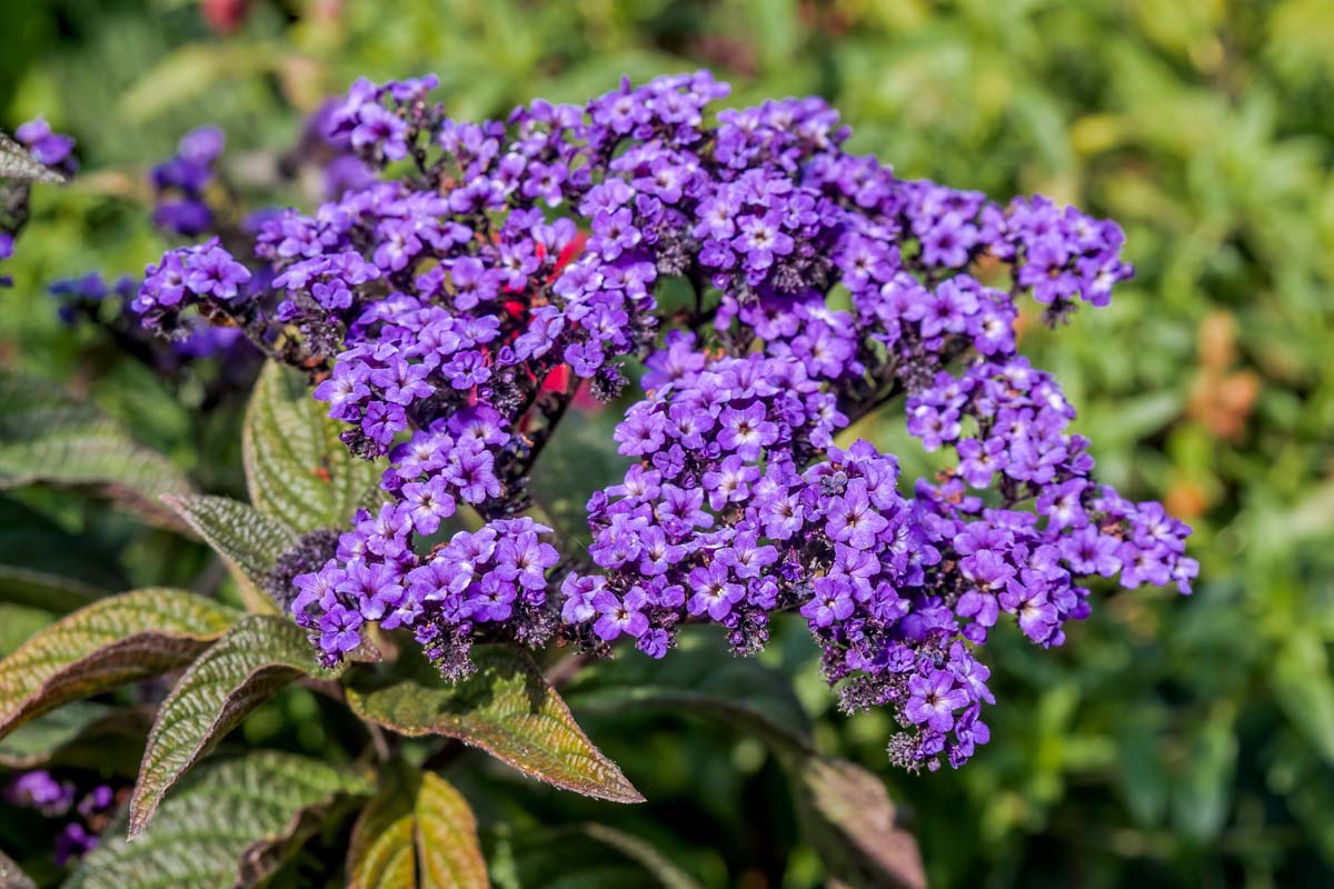 的近距离Heliotropium arborescens种植在花园里,集群的紫色花朵,软焦点的背景图在阳光下。