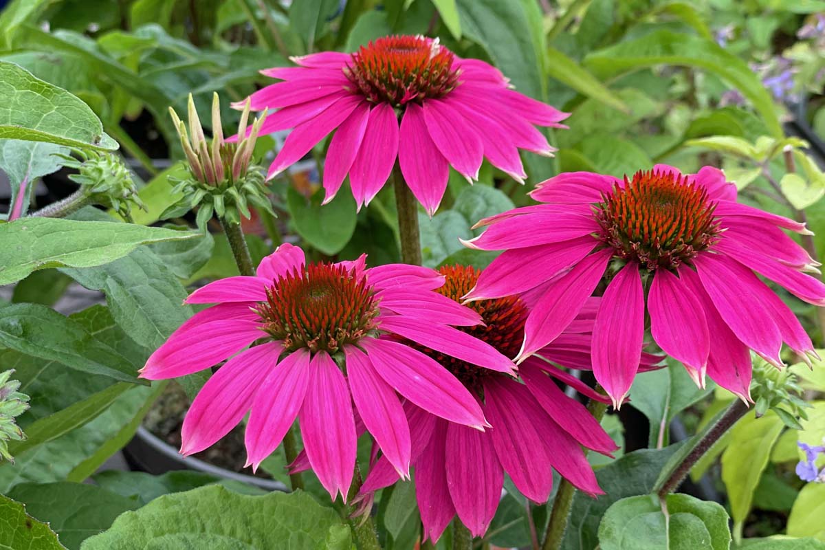 密切的横向图像亮粉色松果菊(紫锥菊)与树叶生长在花园里软焦点的背景。