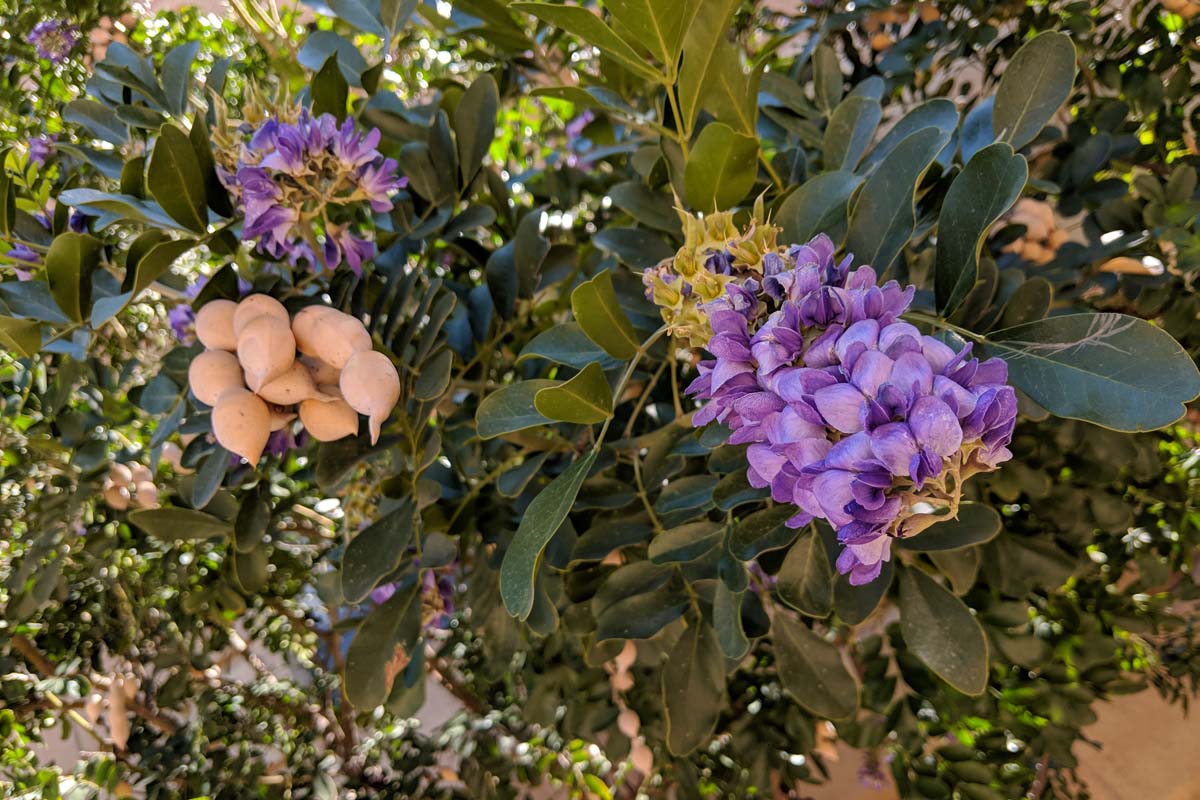 德州的近距离山月桂灌木与紫色的花和发展中豆荚阳光,在后台软焦点消退。