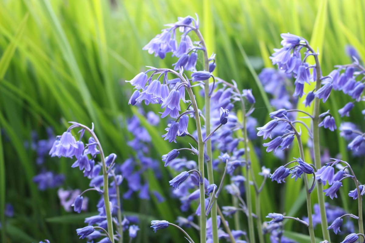 密切的横向图像Hyacinthoides hispanica又名西班牙蓝铃花种植在花园里见绿色软焦点的背景。