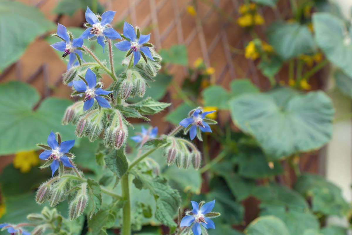 一个精致的蓝色花朵的特写Borago officinalis种植在花园里被柔和的背景。