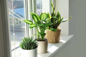 一组近水平形象三个室内植物在窗台间接光。BOB体育APP苹果下载