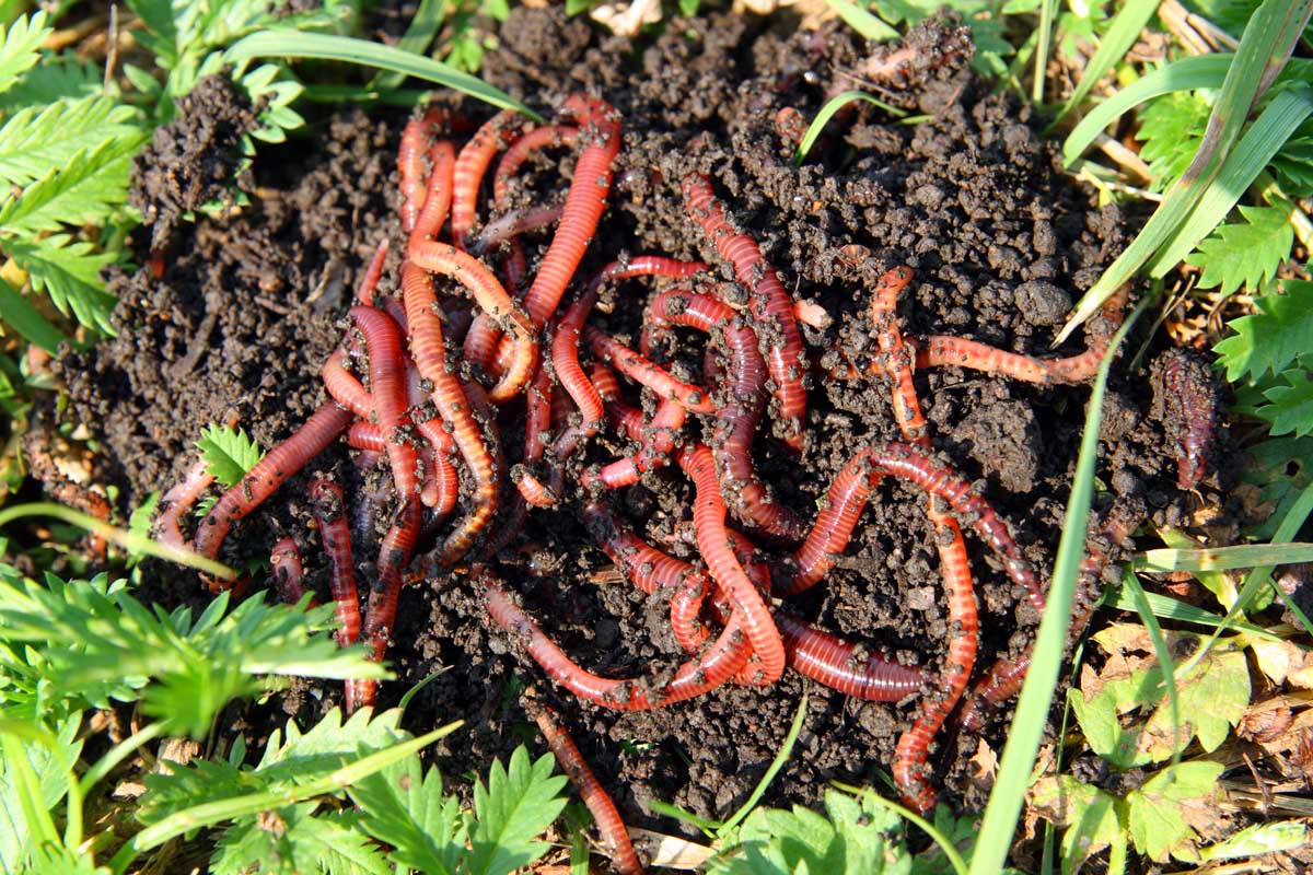 自上而下的红色孑孓蠕虫vermiculture合成本。