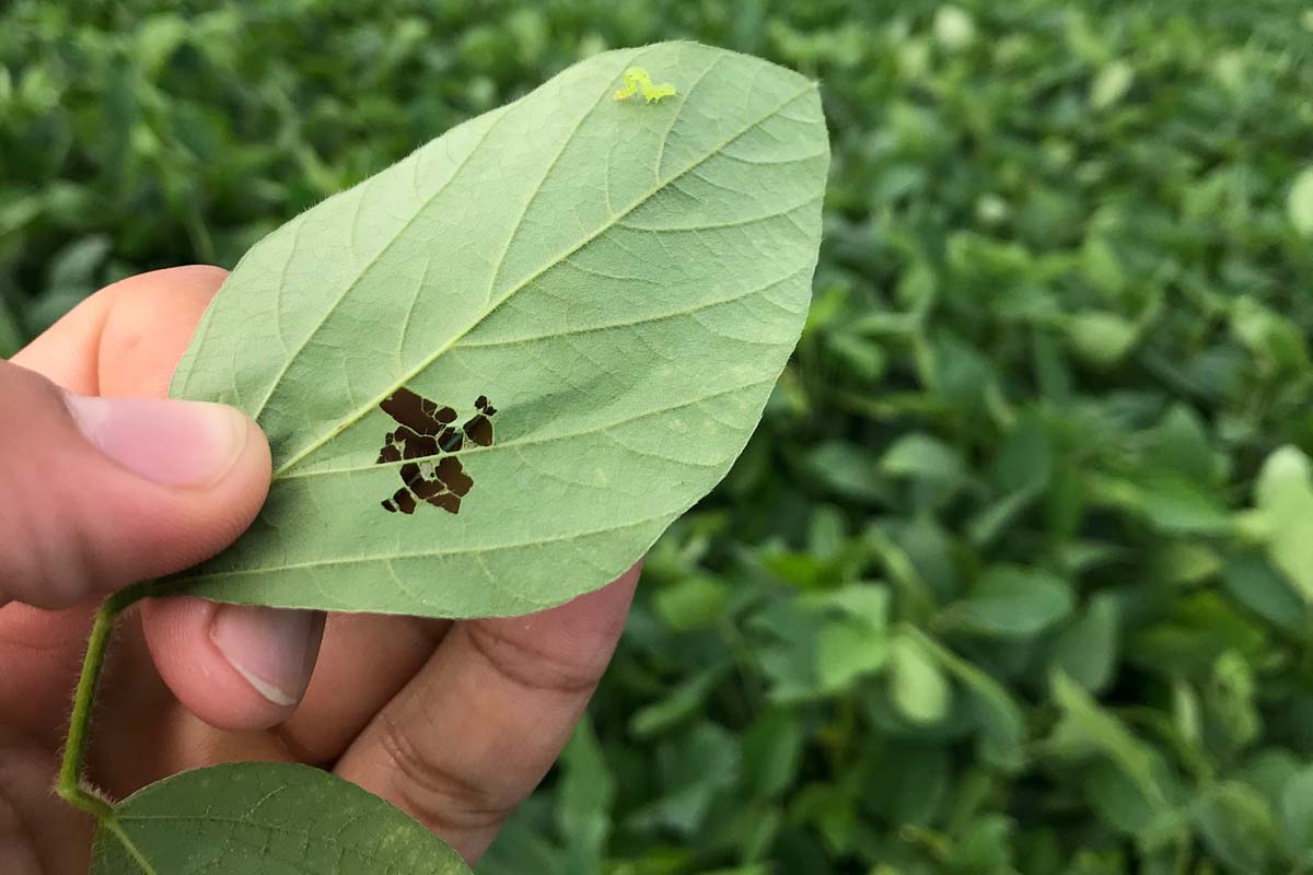 关闭一个人手拿着大豆叶子,损害了昆虫的活动。