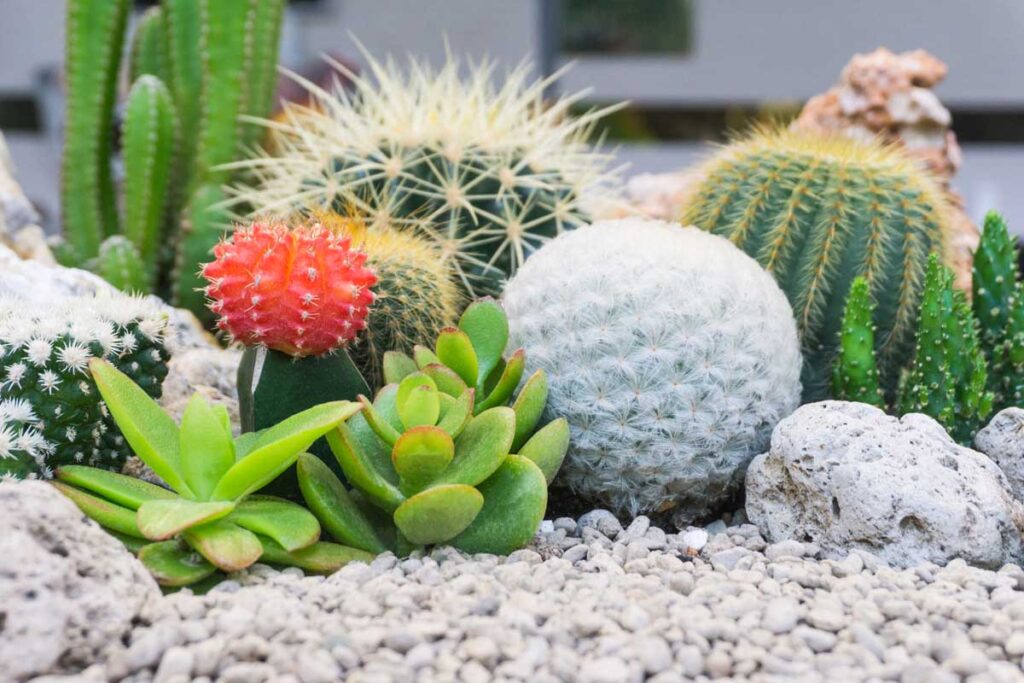 各种各样的仙人掌和肉质植物在一个岩石花园。